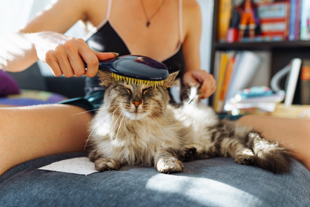 domestic cat grooming. pet hair careの写真素材