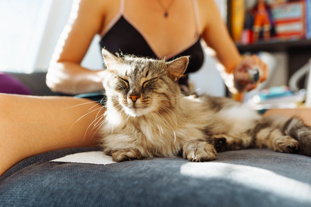 domestic cat grooming. pet hair careの写真素材