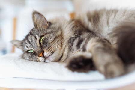 portrait sleeping fluffy gray catの写真素材