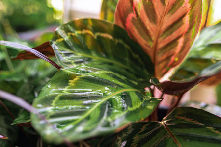 close-up leaves tropical plant calathea in raindrops in rays sunの写真素材