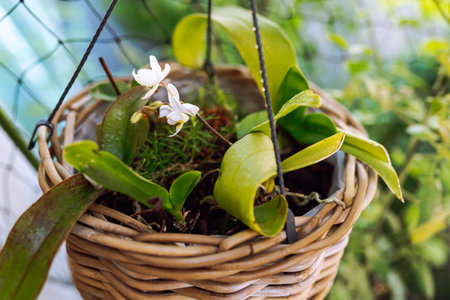 blooming orchid in wicker basketの写真素材