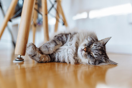 fluffy domestic cat lazily lies on parquet floor in room, in sun raysの写真素材