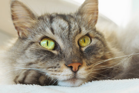 close up portrait of cat with green eyesの写真素材