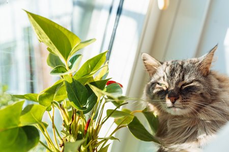 portrait gray fluffy cat near windowの写真素材