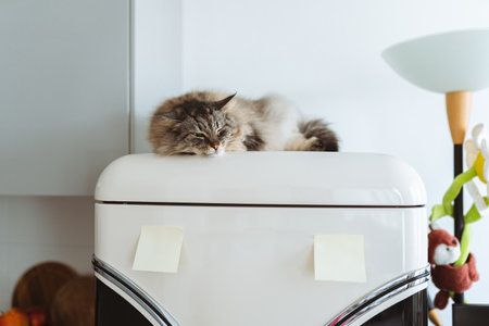 large domestic fluffy cat Maine Coon breed lies sleeping on refrigeratorの写真素材