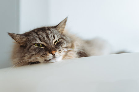 large domestic fluffy cat Maine Coon breed lies sleeping on refrigeratorの写真素材