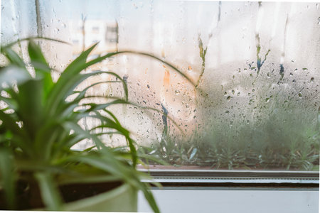 flower pot on windowsill, anthurium, near window with moisture evaporationの写真素材