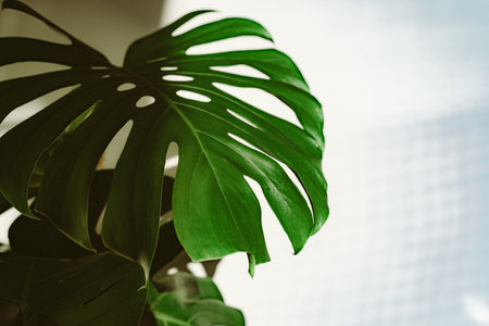Monstera Plant Leaf Low-Key Cinematic Lightingの写真素材