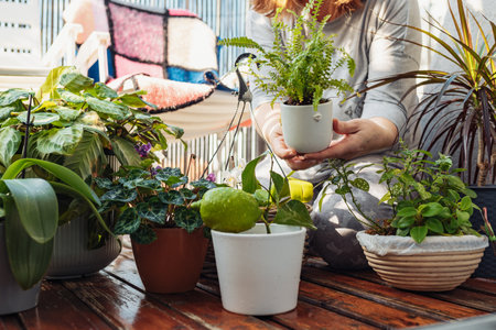 woman takes care of plants, houseplants, flowerpots, flowers, waters, sprays, on an open terrace,の写真素材