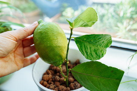 exotics on windowsill, grown citrus lemon in flowerpot with fruitの写真素材