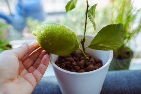 exotics on windowsill, grown citrus lemon in flowerpot with fruitの写真素材