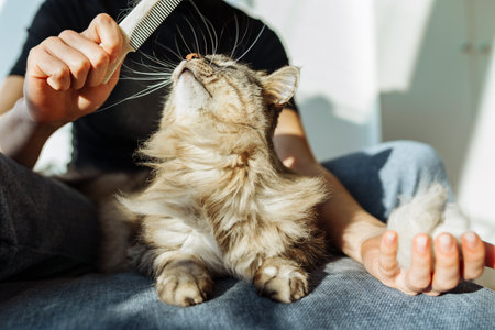 domestic cat groomingの写真素材