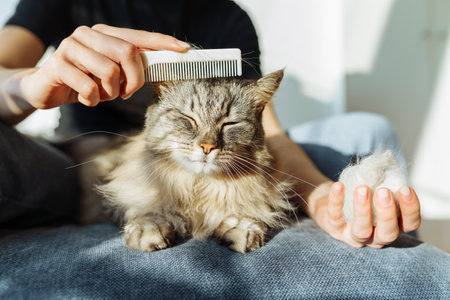 domestic cat groomingの写真素材