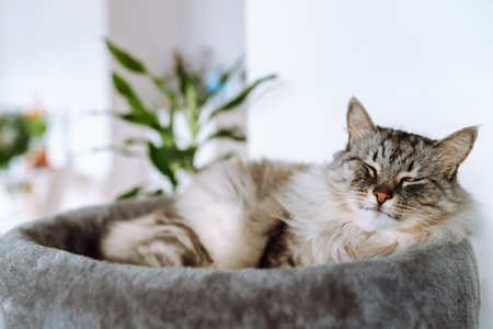 domestic gray fluffy cat enjoying sleep in comfortable cat treeの写真素材