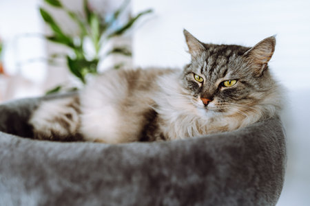 domestic gray fluffy cat enjoying sleep in comfortable cat treeの写真素材