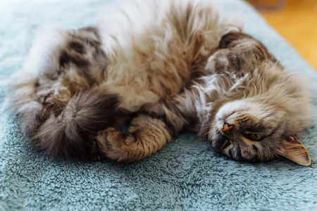 sleeping fluffy gray domestic catの写真素材