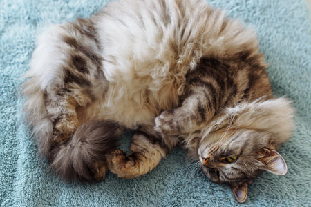 sleeping fluffy gray domestic catの写真素材