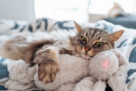 sleeping fluffy cute gray cat hugging a plush toy bunnyの写真素材