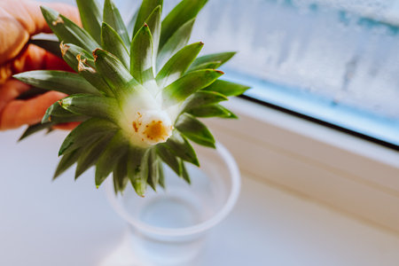 grow pineapple at homeの写真素材