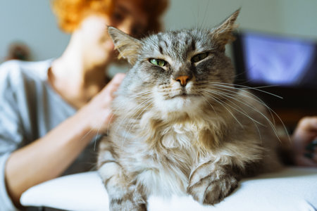 domestic cat groomingの写真素材