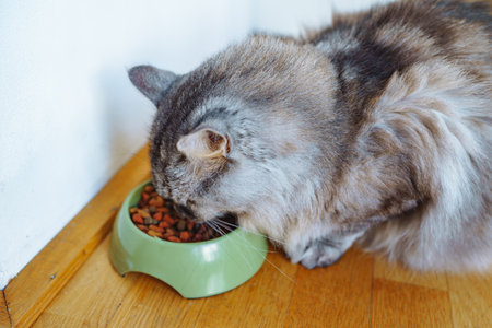 pet food catの写真素材