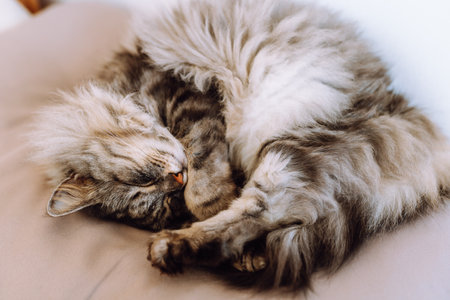 close up grey fluffy sleeping catの写真素材