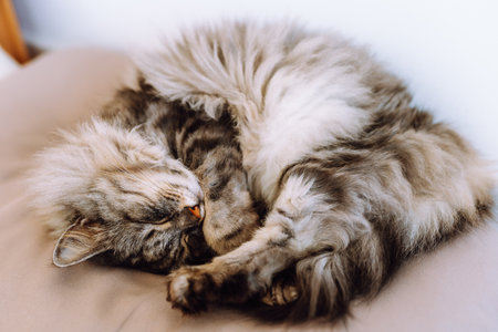 close up grey fluffy sleeping catの写真素材