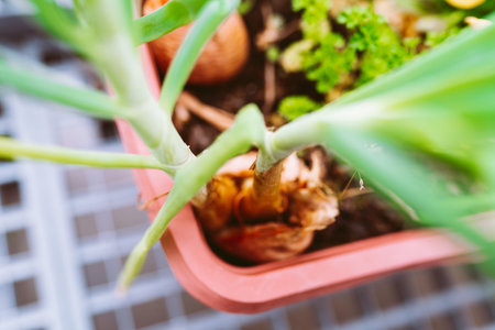 green salad onions and parsley in flower box on balconyの写真素材