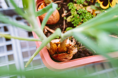 green salad onions and parsley in flower box on balconyの写真素材