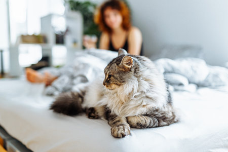 sleeping domestic cat on bedの写真素材