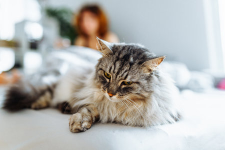 sleeping domestic cat on bedの写真素材