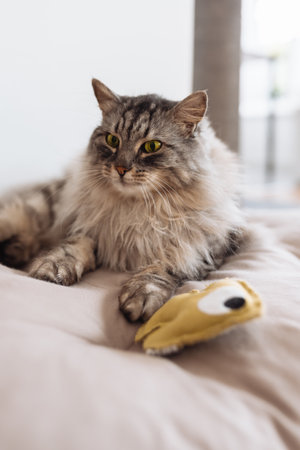Domestic fluffy gray cat lies on a pillow with his favorite toyの写真素材