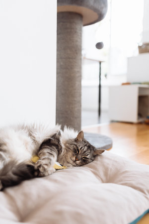 Domestic fluffy gray cat lies on a pillow with his favorite toyの写真素材