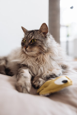 Domestic fluffy gray cat lies on a pillow with his favorite toyの写真素材