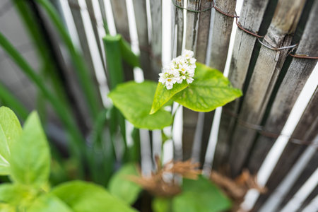 flowering bean gardening