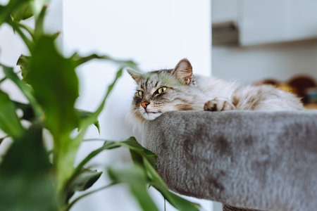 domestic cat sleeping on cat tree scratching postの写真素材