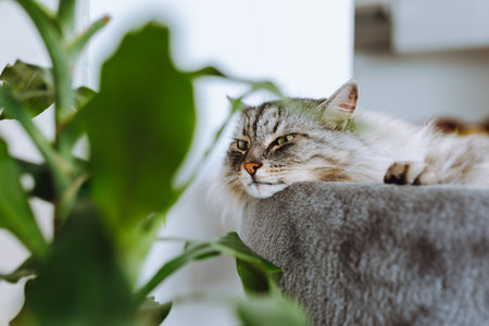 domestic cat sleeping on cat tree scratching postの写真素材