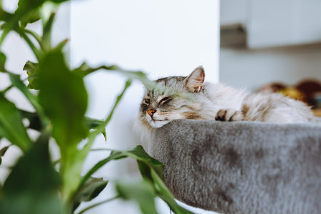 domestic cat sleeping on cat tree scratching postの写真素材