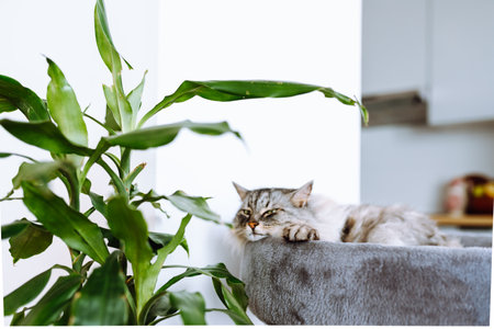 domestic cat sleeping on cat tree scratching postの写真素材