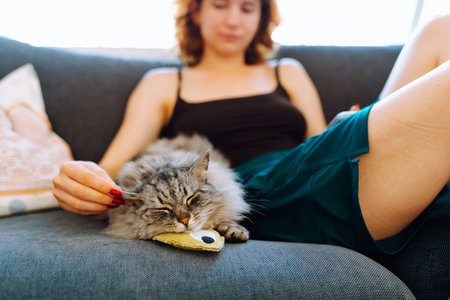 portrait domestic pedigree fluffy cat with young womanの写真素材
