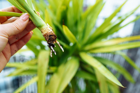 Growing Yucca Plantsの写真素材