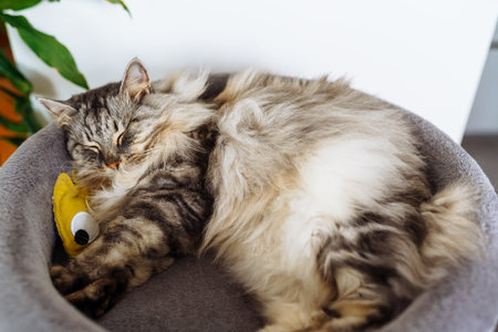 domestic cat sleeping on cat tree scratching postの写真素材