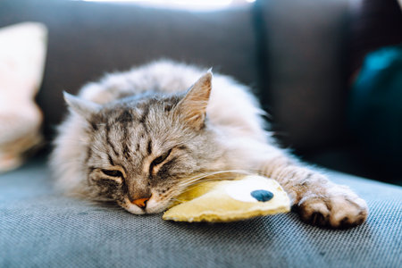 Portrait fluffy gray cat lying on sofa with favorite toy fishの写真素材