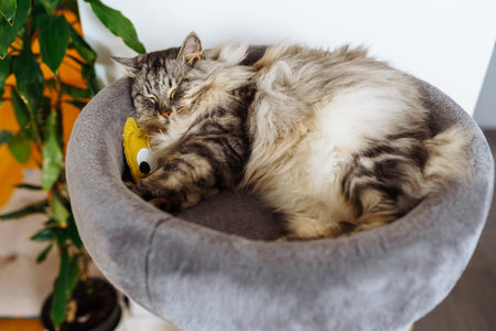 domestic cat sleeping on cat tree scratching postの写真素材