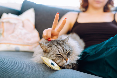 portrait domestic pedigree fluffy cat with young womanの写真素材