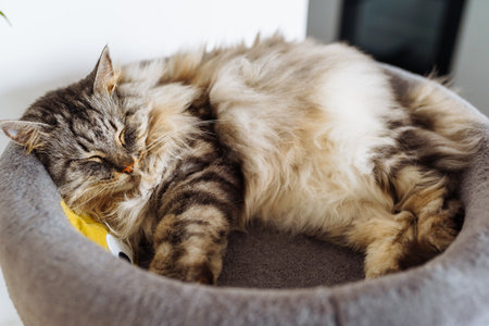 domestic cat sleeping on cat tree scratching postの写真素材