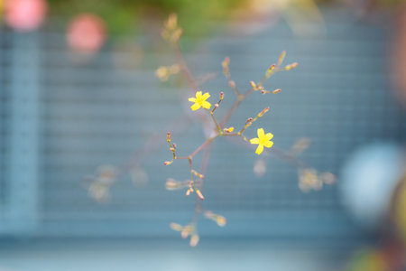 small yellow flowers on blurred gray backgroundの写真素材
