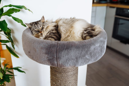 domestic cat sleeping on cat tree scratching postの写真素材