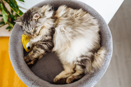 domestic cat sleeping on cat tree scratching postの写真素材