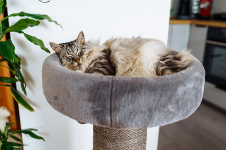 domestic cat sleeping on cat tree scratching postの写真素材
